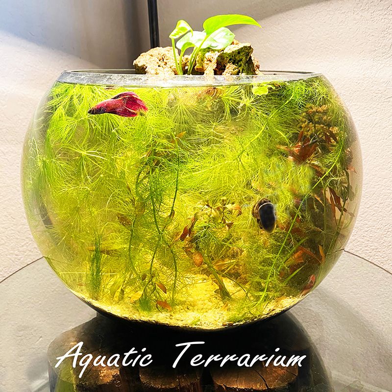 Clear Glass fish bowl round Terrarium jar 21 cm D planter Handmade centerpiece 