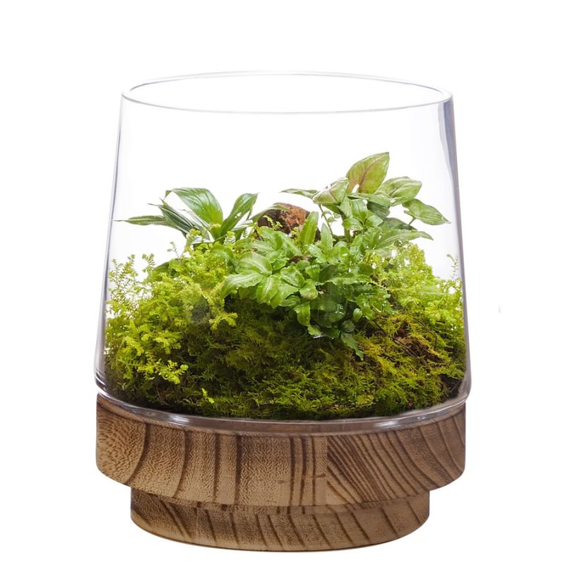 Symposium mythologie Fondsen Plant Terrarium Vase with Wood Base Stand H-8" D-5" | Glass Vases Depot
