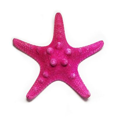 3"-4" Fuchsia Pink Knobby Horned Sea Star Vase Fillers