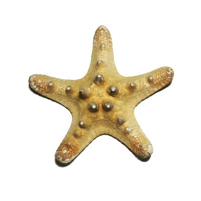 3"-4" Natural Knobby Horned Sea Star Vase Fillers