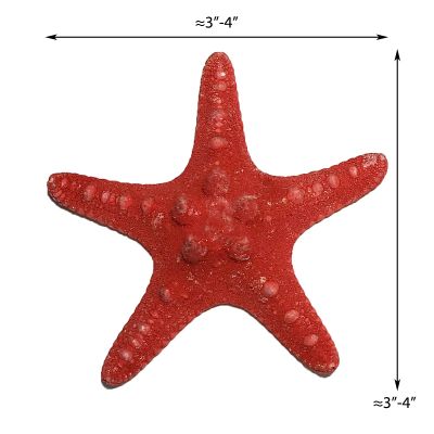 3"-4" Red Knobby Horned Sea Star Vase Fillers
