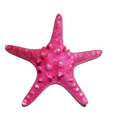 Starfish home decoration immagini e fotografie stock ad alta risoluzione -  Alamy
