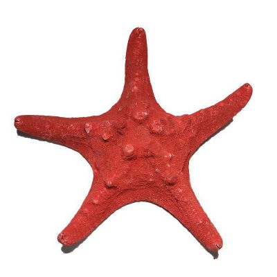 5"-6" Red Knobby Horned Sea Star Vase Fillers