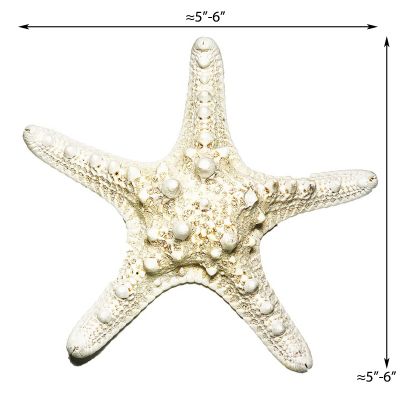 5"-6" White Knobby Horned Sea Star Vase Fillers