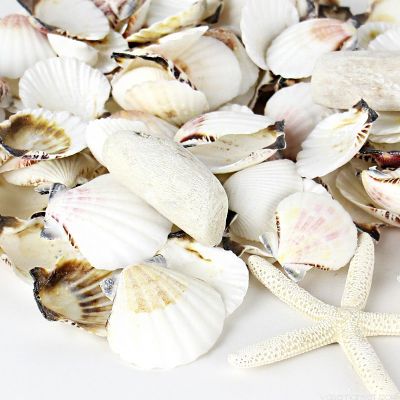 White Mixed Shells with Finger Starfish Bowl Vase Fillers